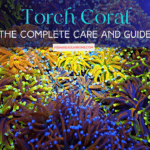 The Complete Care and Guide - Torch Coral