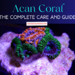 The Complete Care and Guide - Acan Coral
