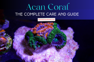 The Complete Care and Guide - Acan Coral