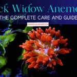The Complete Care and Guide of Black Widow Anemone