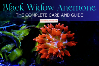 The Complete Care and Guide of Black Widow Anemone