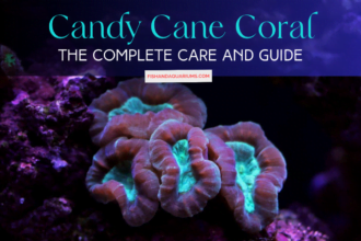 The Complete Care and Guide - Candy Cane Coral