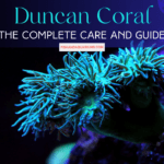 The Complete Care and Guide Of Duncan Coral