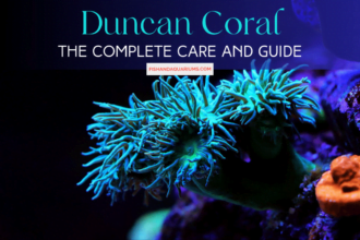 The Complete Care and Guide Of Duncan Coral