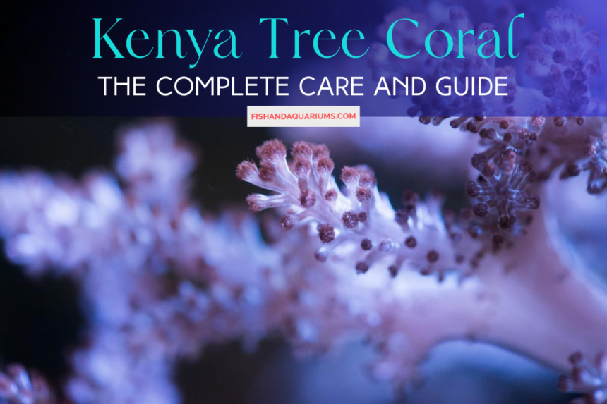 The Complete Care and Guide - Kenya Tree Coral