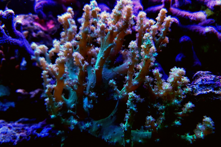 Water Quality and Maintenance Kenya Tree Coral